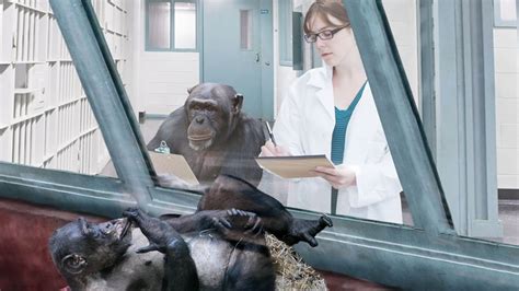 Scientists Teach Chimpanzee To Conduct 3 Year Study On Primates