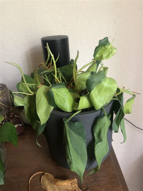 Philodendron Wilting But I Dont Know What From It Started Wilting