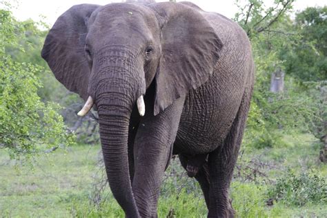 Free Images Wildlife Mammal Fauna Vertebrate Safari South Africa
