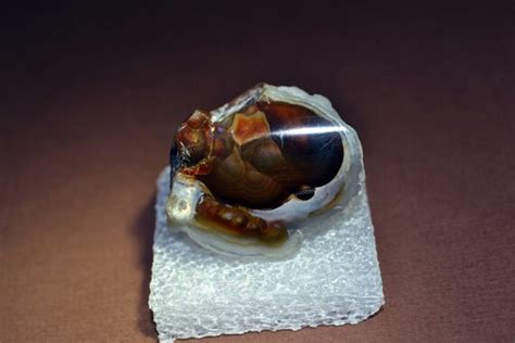 Fire Agate From Round Mountain Arizona