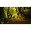 Dark Woods HD Backgrounds  PixelsTalkNet