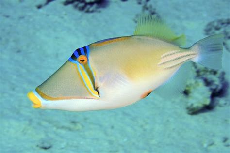 Pinktail Triggerfish Fish Breed Profile