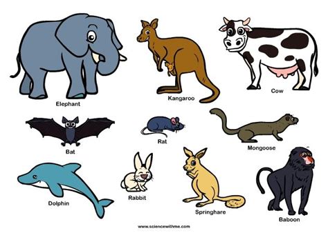 Here is the complete list of animals. Mammals; Mammalia