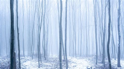 Wallpaper Id 4242 Forest Snow Fog Trees Winter 4k Free Download