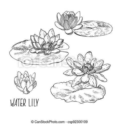 Hand Drawn Vector Lotus Water Lily With Leaves Hand Drawn Vector