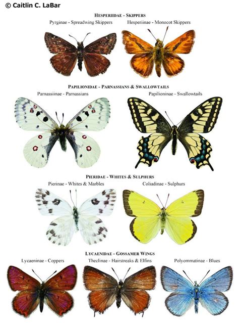 Types Of Butterflies With Pictures And Names Northwest Butterflies