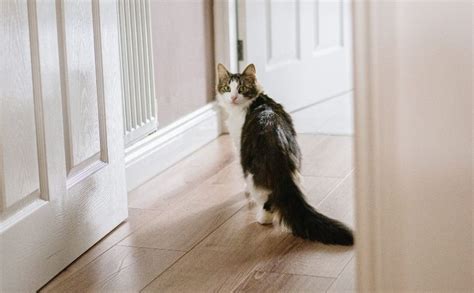 What Is Cat Friendly Flooring Flooring America