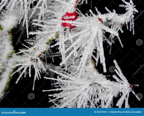 Tree Covered With Hoar Frost Close Up Stock Image Image Of Extreme