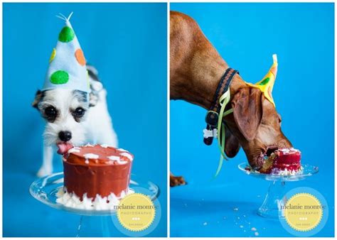 Dog Vizsla And Jack Russel Terrier Cake Smash Photos Dog Birthday