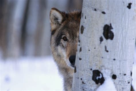 Gray Wolf Behind Aspen Posters And Prints By Corbis