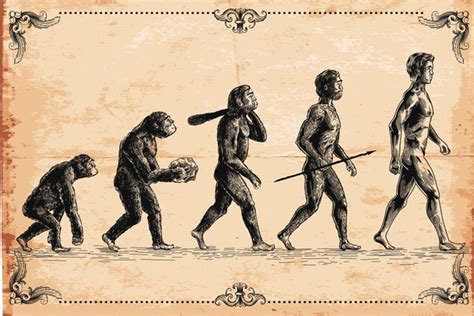 Laminated Human Evolution Classic Ape Walking Upright Evolving Into
