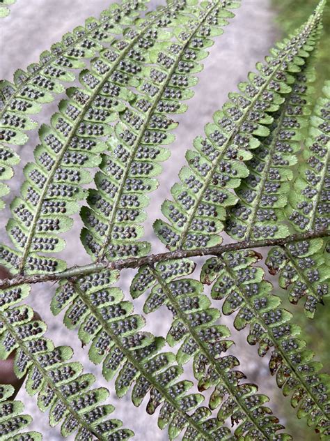 Develop Ferns From Spores Batang Tabon