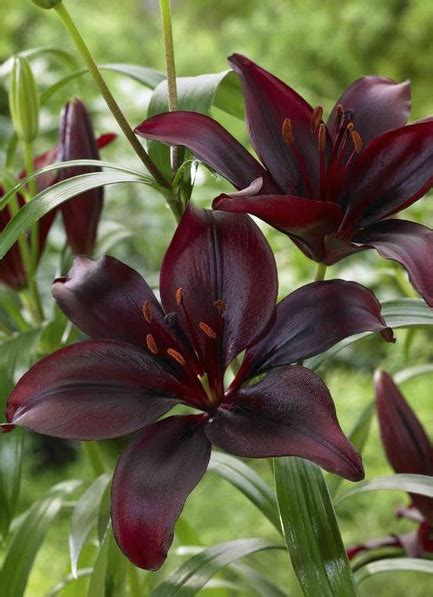 Liliums How To Plant Lilium Bulbs The Right Way
