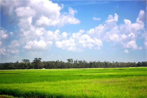 Sawah Padi Hd Antoni Gambar