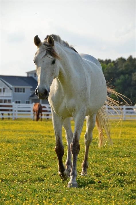 My favorite horse color is a nice, light buttermilk buckskin color with a creamy coat and dark black stockings. Buttermilk Buckskin Horse by lswmiki | Horses, Buckskin ...