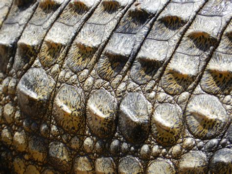 Crocodile Skin 1 Free Stock Photo Public Domain Pictures