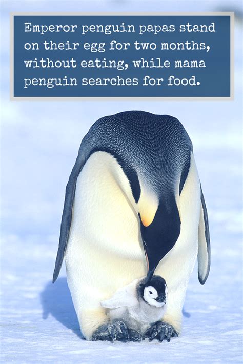Animal Facts Penguins