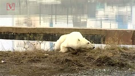 hungry polar bear wanders into russian city hundreds of miles from home