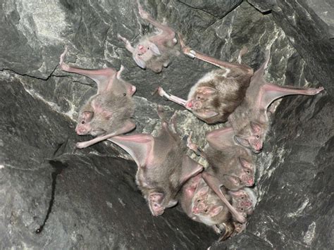 Culling Vampire Bats May Exacerbate Rabies Spread The Wildlife Society