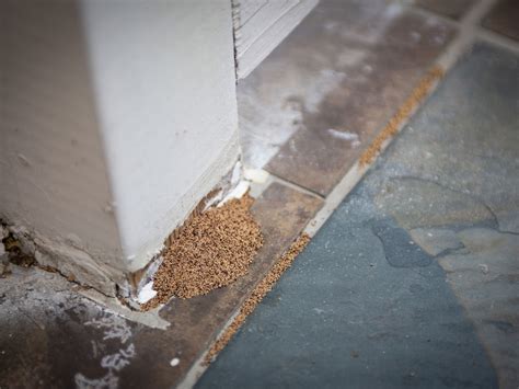 The company has been around since 1928 and has over 100 locations in the eastern us. How to Get Rid of Termites from Your Home - realestate.com.au