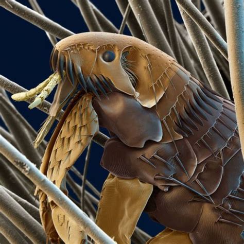 a fascinating look at things under an electron microscope 21 pics