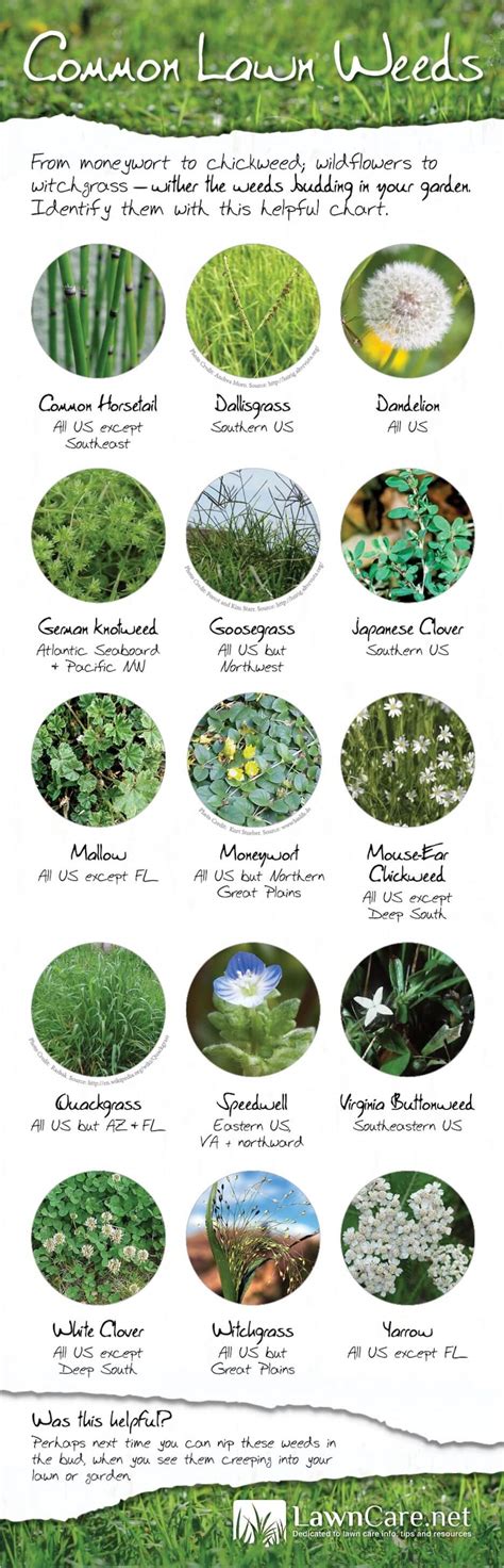 Common Lawn Weeds In America Infographic