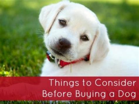 Variety of cats available what makes mycatshop different from other catteries to buy cats for sale in india? 7 Easy Rules Of Where To Buy A Dog Online in 2019
