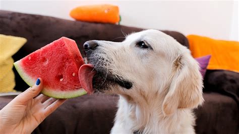 Dog Eating Watermelon For 1 Minute Golden Retriever Bailey Youtube