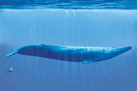 Today's blue whales find themselves in a whaled and warming ocean. Blue whale facts: How big is the blue whale? - Our Planet