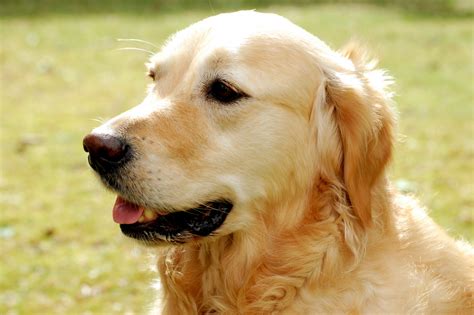 Filegolden Retriever Hund Dog Wikimedia Commons