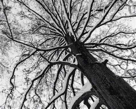 Tree Photo Black And White Abstract Fine Art Print Top 8x10