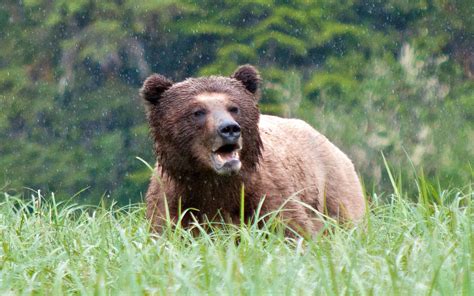Grizzly Bear Watching In British Columbia At The Great Bear Lodge On