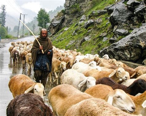 the good shepherd straying sheep the faithful wanderer