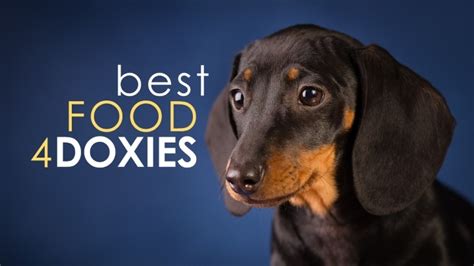 We have handpicked 5 best dog foods and the best one is. Best Dog Food for Dachshunds: Feed Your Wiener Well