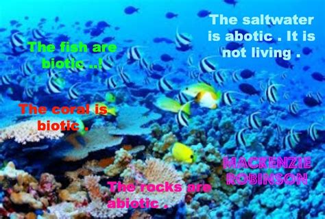 Abiotic And Biotic Factors The Ocean Reef