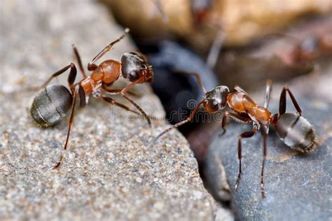 Two Ants Outside In The Garden Stock Image Image Of Legs Pair 73468603
