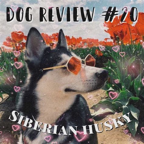 Dog Review 20 Siberian Husky Pets Amino