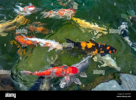 Movement Group Of Colorful Koi Fish In Clear Water This Is A Species