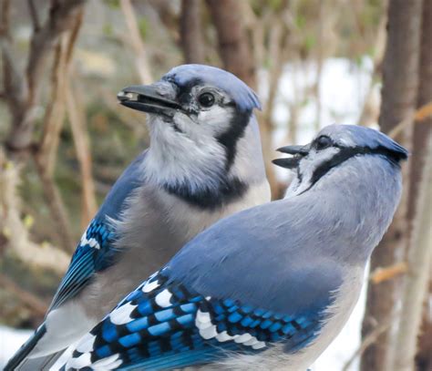 male vs female plumage birdnote