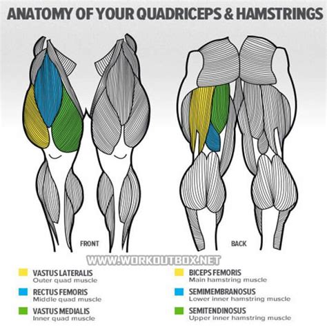 Anatomy Of Your Quadriceps And Hamstrings Squats Muscles Fitness