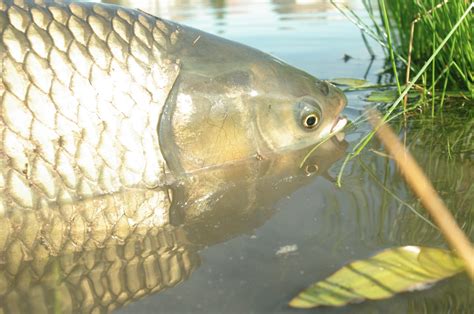 Currents Grass Carp On The Fly