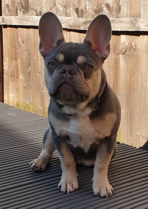 As an ethical breeder, i stand out from most online breeders in case a when a breeder mated rewarder french bulldogs that were participated in competitions, their puppies will also be high in price. french bulldog breeder chubbachops 164 - ChubbaChops