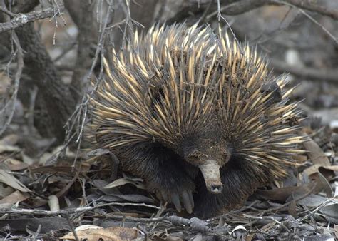 SPEAKING of NATURE: A wild echidna chase ... in Australia | Lifestyle ...