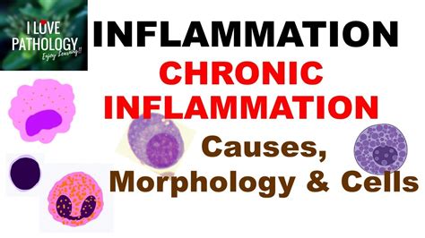 Inflammation Chronic Inflammation Causes Morphology Cells Youtube