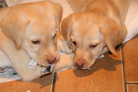 Fileyellow Labrador Puppies 4166498902 Wikimedia Commons