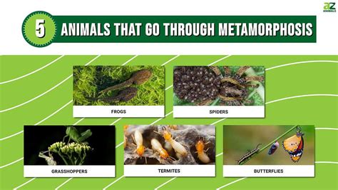 5 Animals That Go Through Metamorphosis And How They Do It A Z Animals