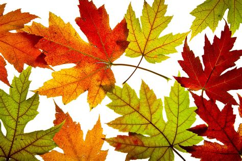 Maple Leaves Mixed Fall Colors Backlit Photograph By David Gn