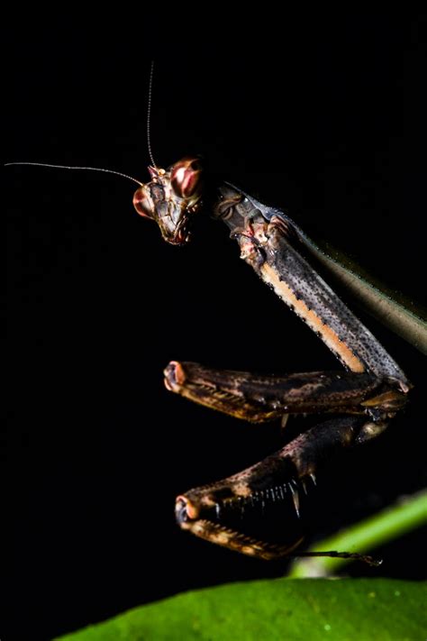 Un Equipo De CientÍficos DescubriÓ Una Nueva Especie De Mantis