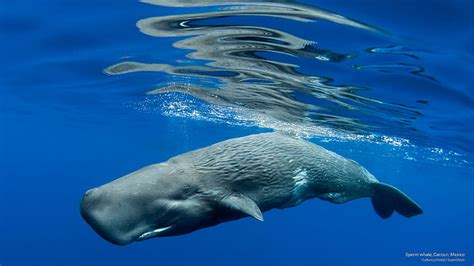 Hd Wallpaper Hammerhead Shark Bimini Bahamas Ocean