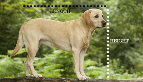 Labrador Retriever Average Height